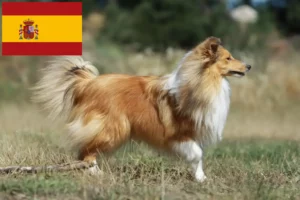 Lee más sobre el artículo Criadores y cachorros de Sheltie en España