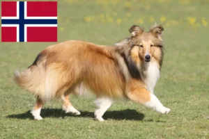 Lee más sobre el artículo Criadores de Sheltie y cachorros en Noruega