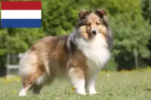 Lee más sobre el artículo Criadores de Sheltie y cachorros en los Países Bajos