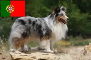 Lee más sobre el artículo Criadores de Sheltie y cachorros en Portugal