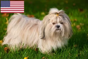 Lee más sobre el artículo Criadores de Shih Tzu y cachorros en EE.UU.
