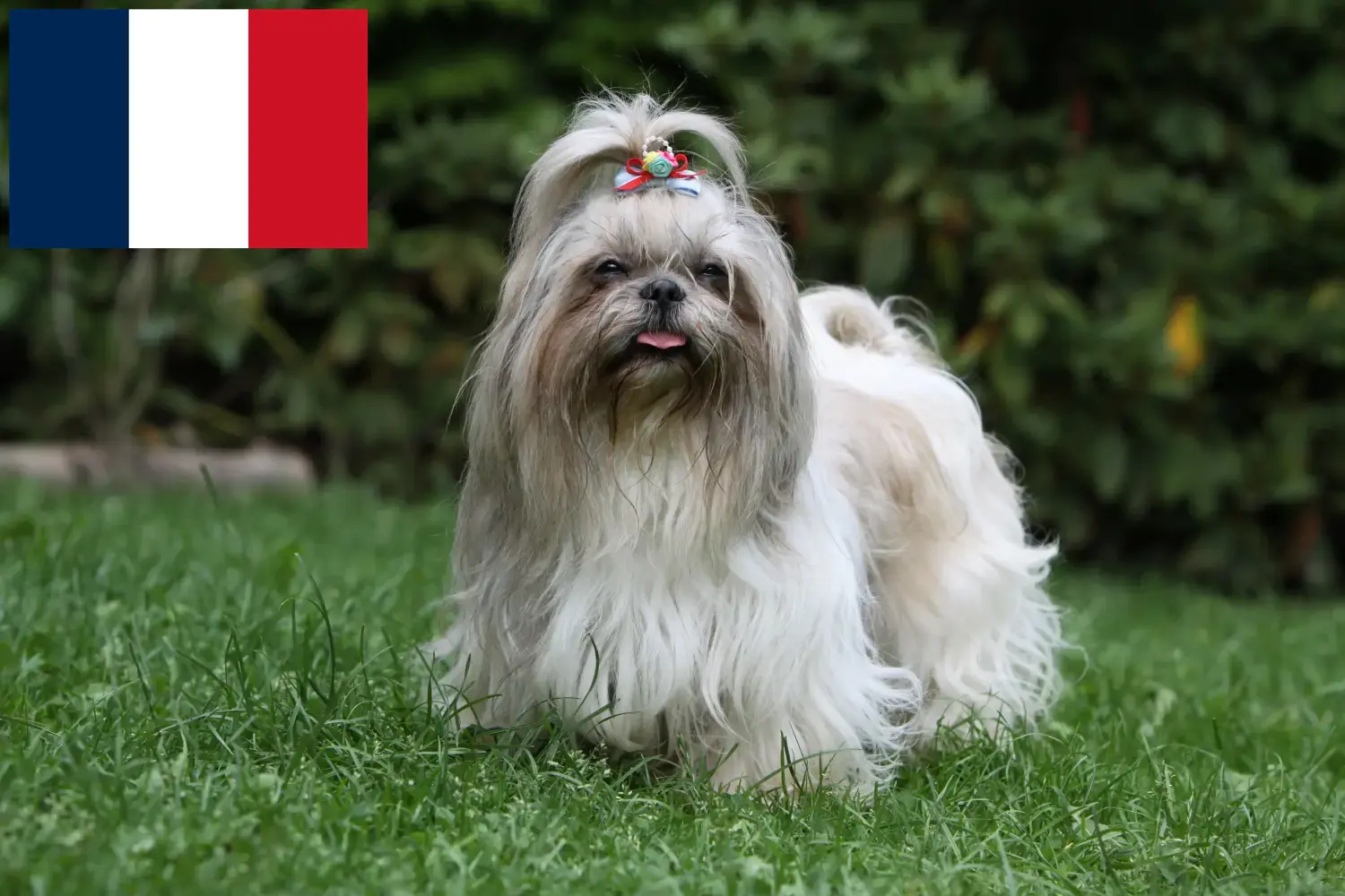 Shih Tzu cachorros y criadores Francia Encuentra aquí criadores de Shih Tzu en Francia.