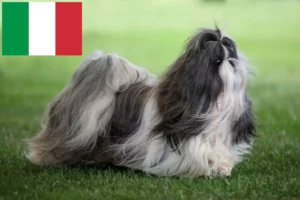 Lee más sobre el artículo Criadores de Shih Tzu y cachorros en Italia