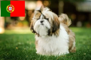 Lee más sobre el artículo Criadores de Shih Tzu y cachorros en Portugal
