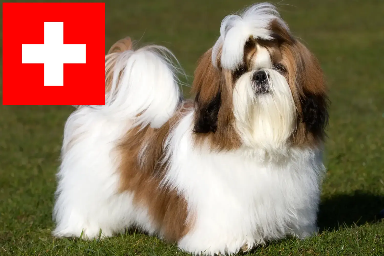 Shih Tzu cachorros y criadores Suiza Aquí puedes encontrar criadores de Shih Tzu en Suiza.