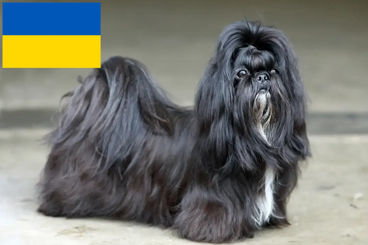 Shih Tzu cachorros y criadores Ucrania Encuentra aquí criadores de Shih Tzu en Ucrania.