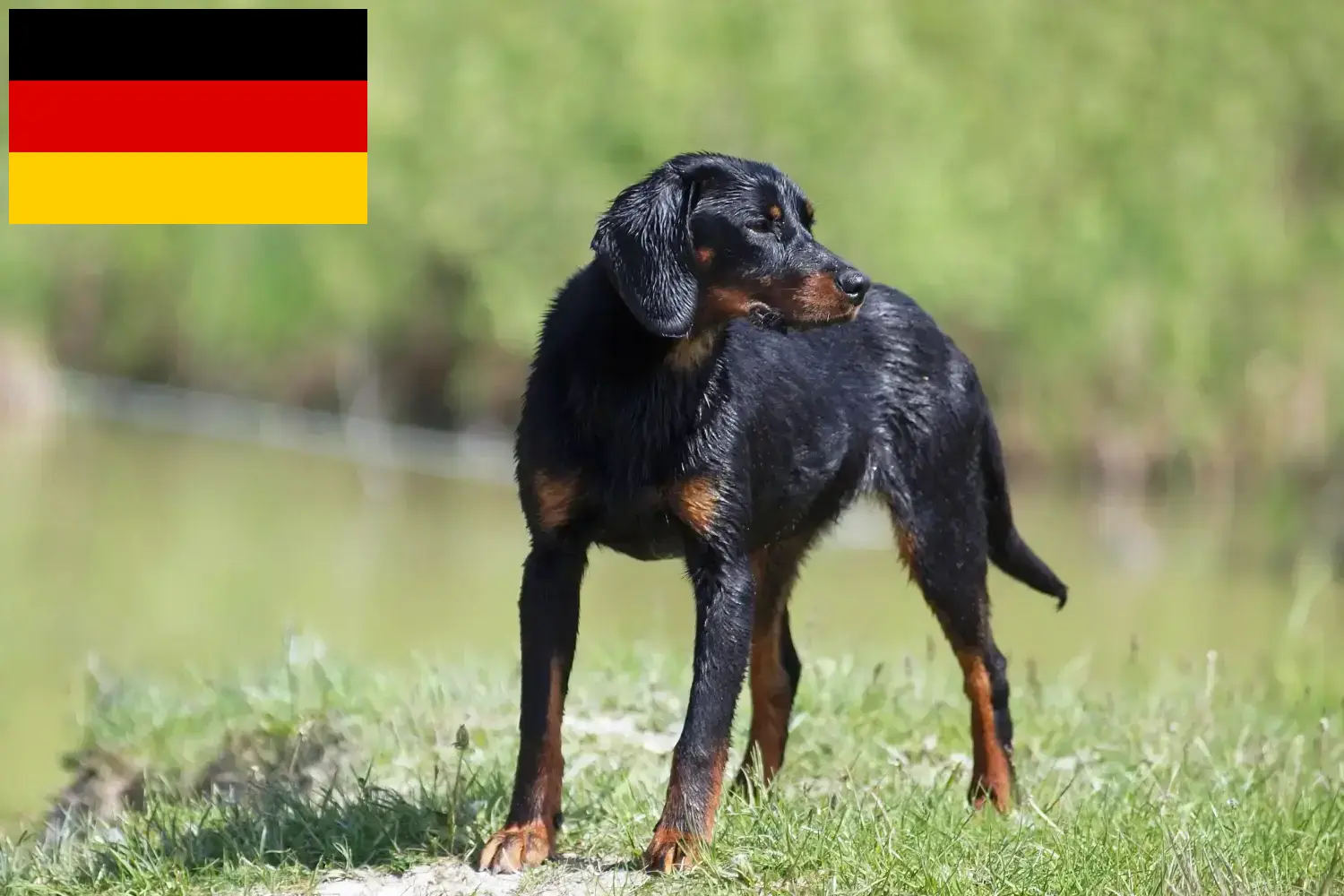 Lee más sobre el artículo Criadores de Slovenský kopov y cachorros en Alemania
