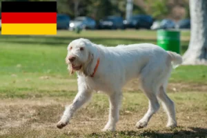 Lee más sobre el artículo Spinone Italiano criadores y cachorros en Alemania