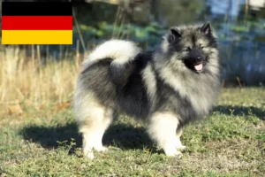 Lee más sobre el artículo Criadores de Spitz y cachorros en Alemania