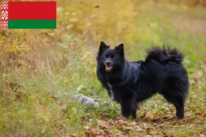 Lee más sobre el artículo Criadores de Spitz y cachorros en Bielorrusia