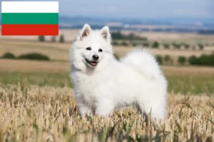 Lee más sobre el artículo Criadores de Spitz y cachorros en Bulgaria