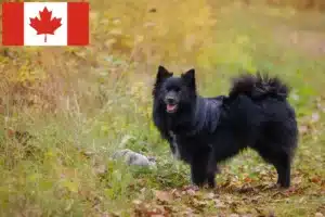 Lee más sobre el artículo Criadores de Spitz y cachorros en Canadá