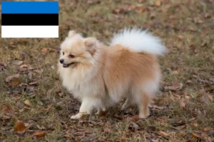 Lee más sobre el artículo Criadores de Spitz y cachorros en Estonia