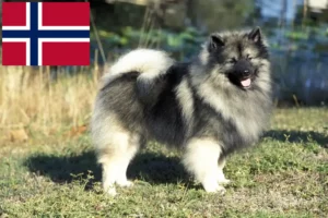 Lee más sobre el artículo Criadores de Spitz y cachorros en Noruega