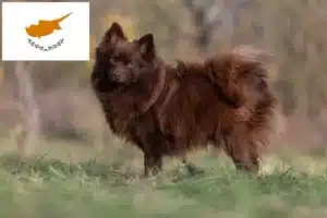 Lee más sobre el artículo Criadores de Spitz y cachorros en Chipre