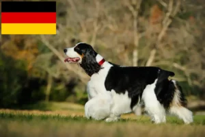 Lee más sobre el artículo Criadores de Springer Spaniel inglés y cachorros en Alemania