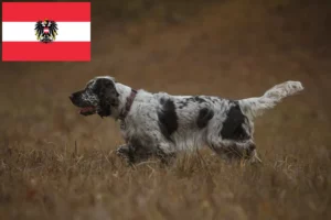 Lee más sobre el artículo Criadores de Springer Spaniel Inglés y cachorros en Austria