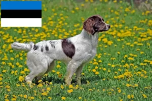 Lee más sobre el artículo Criadores de Springer Spaniel Inglés y cachorros en Estonia