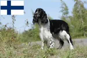 Lee más sobre el artículo Criadores de Springer Spaniel Inglés y cachorros en Finlandia