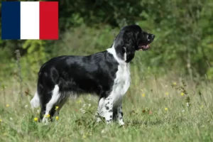 Lee más sobre el artículo Criadores de Springer Spaniel Inglés y cachorros en Francia