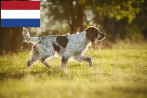 Lee más sobre el artículo Criadores de Springer Spaniel Inglés y cachorros en los Países Bajos