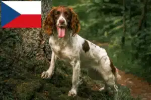 Lee más sobre el artículo Criadores de Springer Spaniel inglés y cachorros en la República Checa