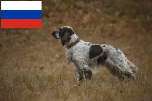 Lee más sobre el artículo Criadores de Springer Spaniel Inglés y cachorros en Rusia