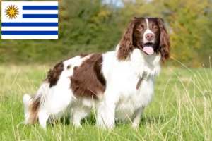 Lee más sobre el artículo Criadores y cachorros de Springer Spaniel Inglés en Uruguay