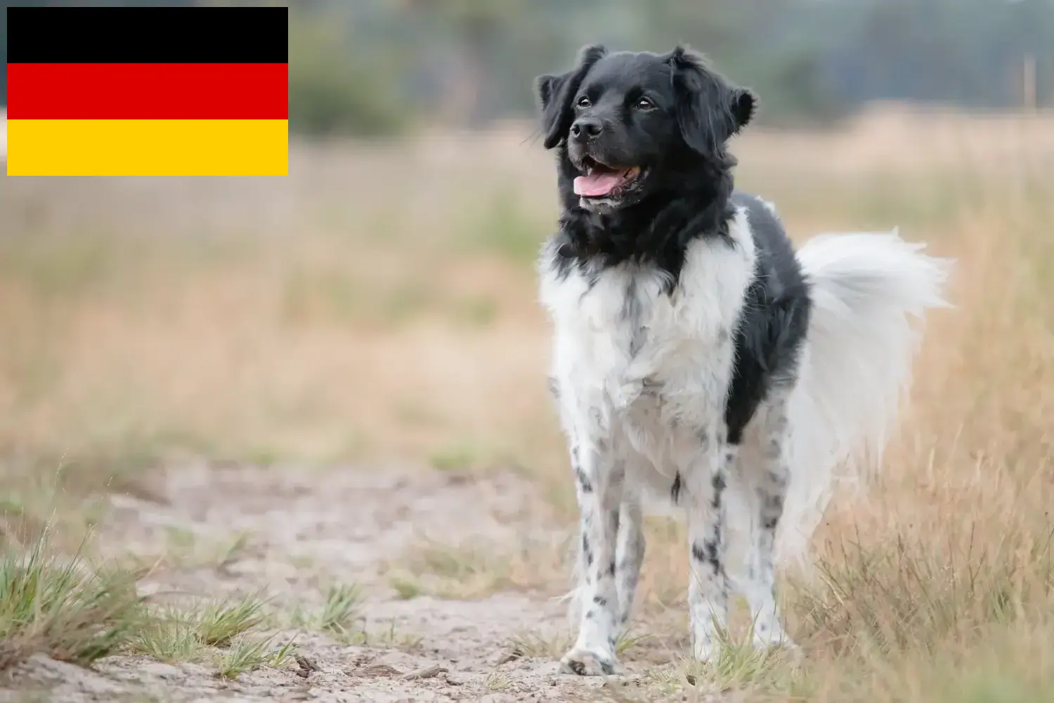Lee más sobre el artículo Criadores de Stabij y cachorros en Alemania