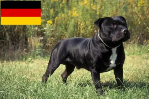 Lee más sobre el artículo Staffordshire Bull Terrier criadores y cachorros en Alemania
