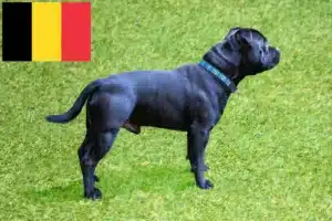 Lee más sobre el artículo Criadores de Staffordshire Bull Terrier y cachorros en Bélgica