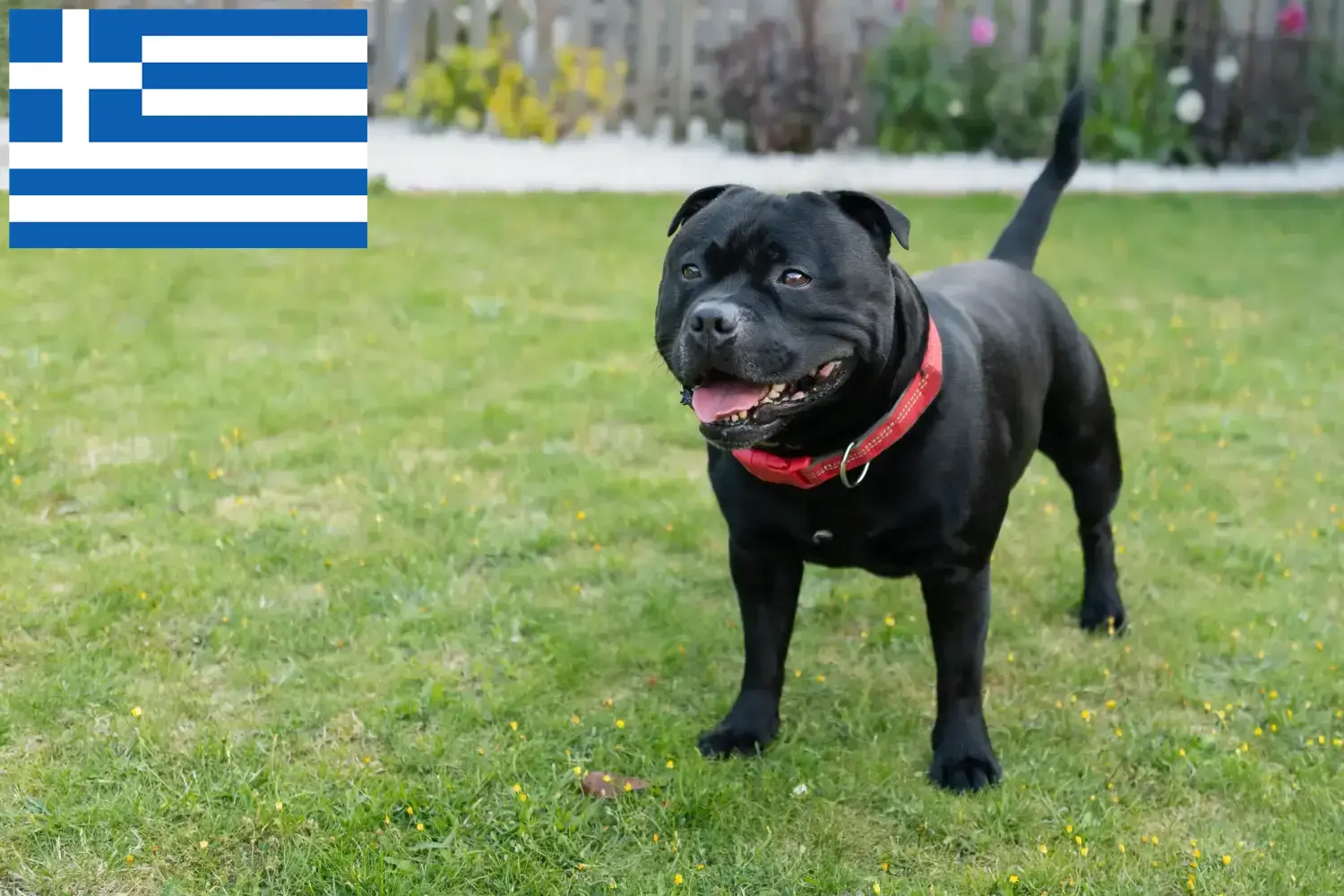 Staffordshire Bull Terrier cachorros y criadores Grecia Encuentra criadores de Staffordshire Bull Terrier en Grecia.