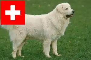 Lee más sobre el artículo Criadores de perros pastores de Tatra y cachorros en Suiza