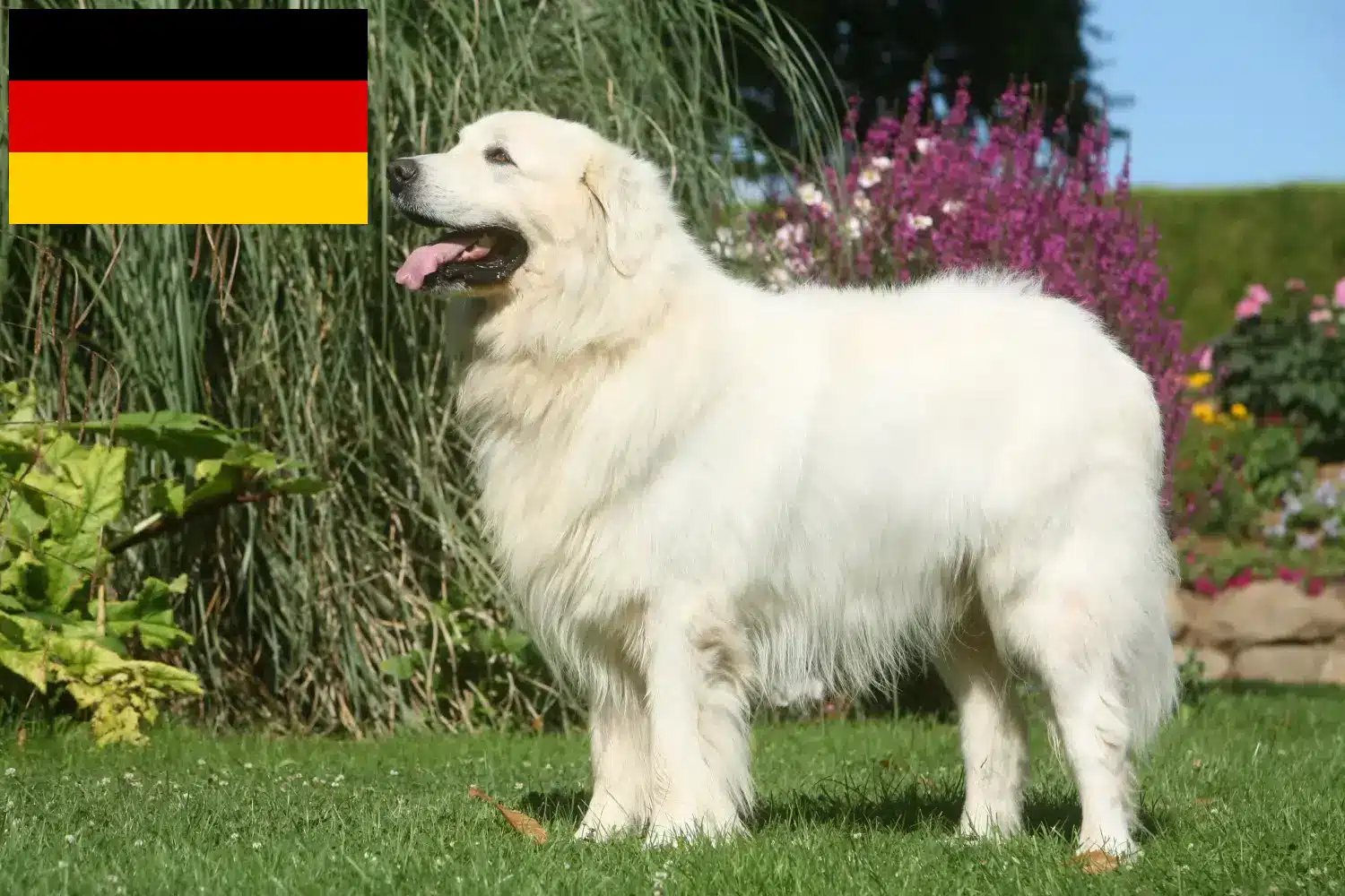 Lee más sobre el artículo Criadores de perros pastores de Tatra y cachorros en Alemania
