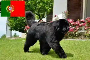 Lee más sobre el artículo Criadores y cachorros de Terranova en Portugal