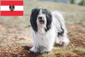 Lee más sobre el artículo Criadores de Terrier Tibetano y cachorros en Austria