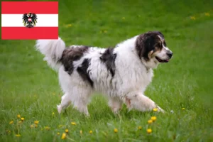 Lee más sobre el artículo Criadores de Tornjak y cachorros en Austria