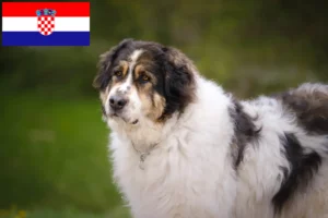 Lee más sobre el artículo Criadores de Tornjak y cachorros en Croacia