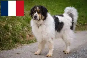 Lee más sobre el artículo Criadores y cachorros de Tornjak en Francia
