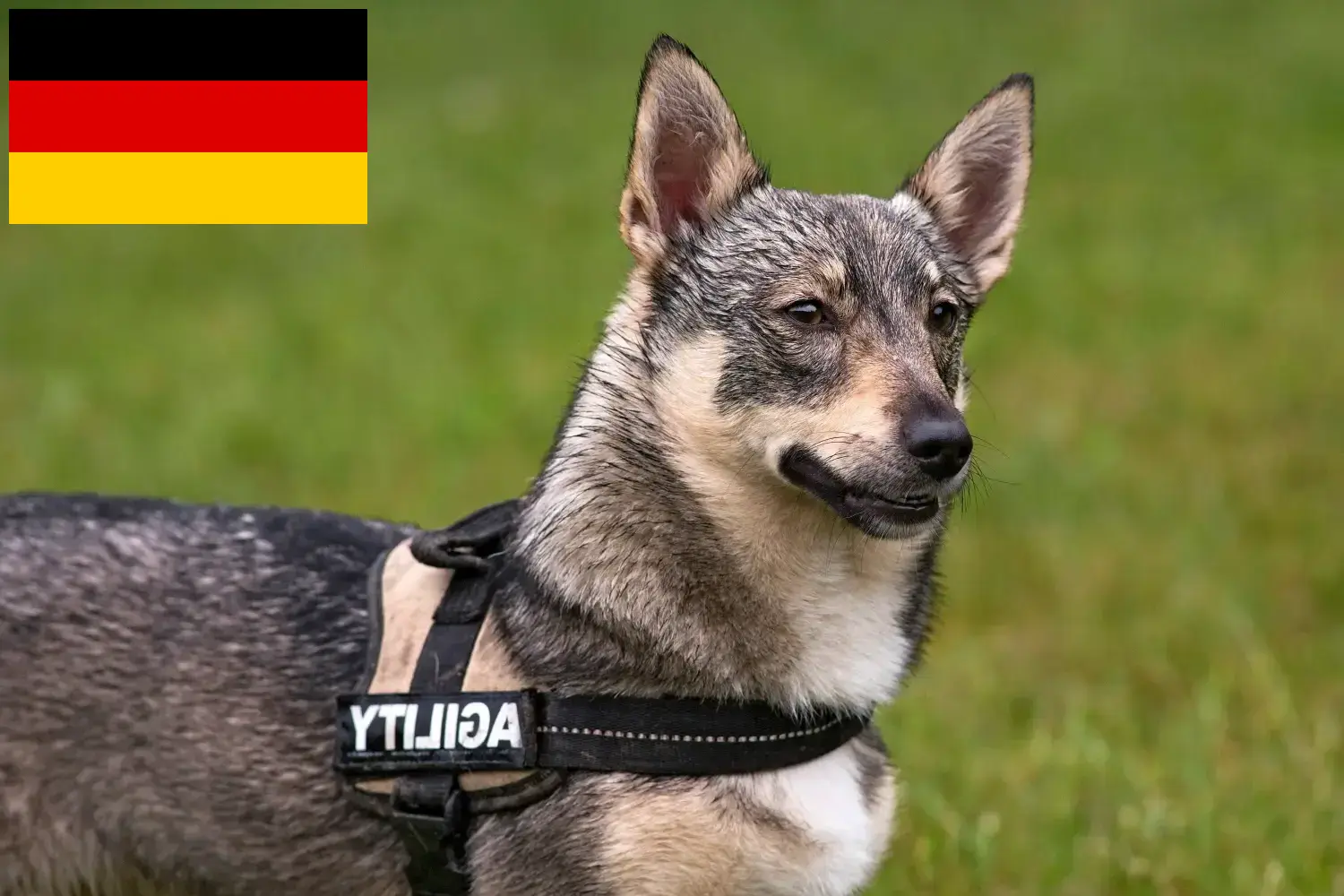 Västgötaspets cachorros y criadores Alemania Aquí encontrarás criadores de Västgötaspets en Alemania.