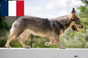 Lee más sobre el artículo Criadores y cachorros de Västgötaspets en Francia