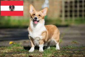 Lee más sobre el artículo Criadores de Welsh Corgi y cachorros en Austria