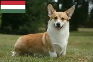 Lee más sobre el artículo Criadores de Welsh Corgi y cachorros en Hungría