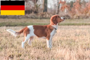 Lee más sobre el artículo Welsh Springer Spaniel criadores y cachorros en Alemania