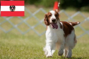 Lee más sobre el artículo Criadores de Springer Spaniel Galés y cachorros en Austria
