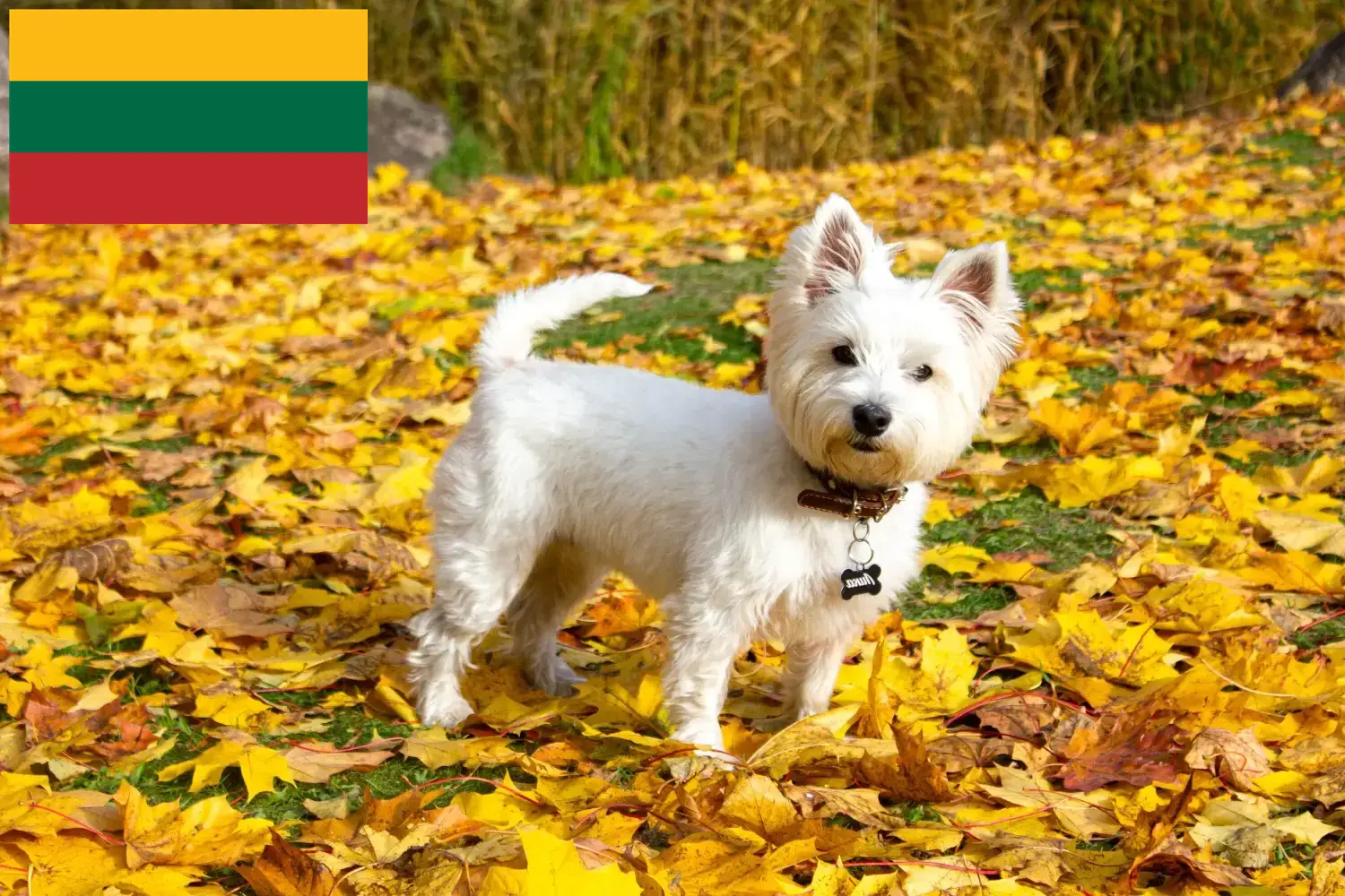 Westie cachorros y criadores Lituania Encuentra aquí criadores de Westies en Lituania.
