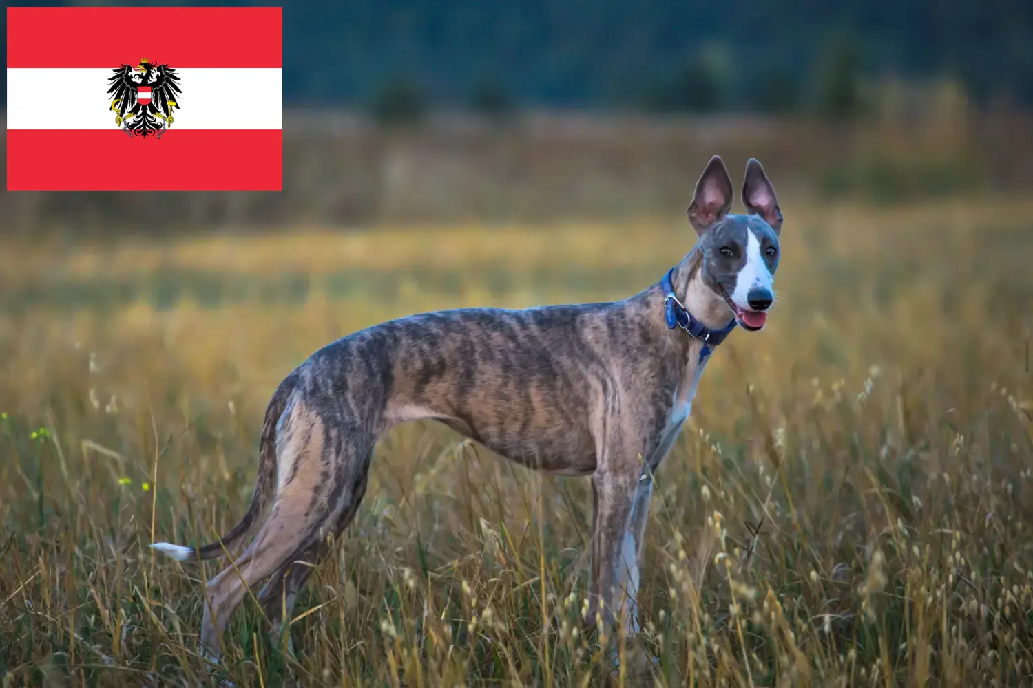 Whippet cachorros y criadores Austria Aquí puedes encontrar criadores de Whippets en Austria.