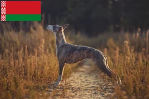 Lee más sobre el artículo Criadores de Whippet y cachorros en Bielorrusia