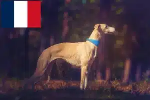 Lee más sobre el artículo Criadores de Whippet y cachorros en Francia