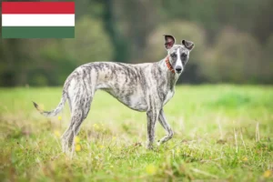 Lee más sobre el artículo Criadores de Whippet y cachorros en Hungría